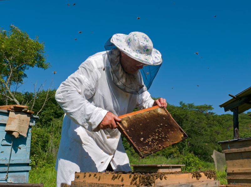 What Should You Do About a Honey Bee Swarm in Dublin OH