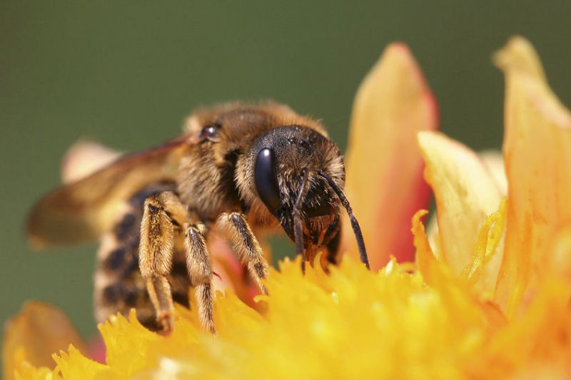 What Should You Do If You Find a Honey Bee Swarm in Columbus OH?