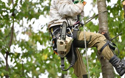 Safeguard Your Property with Premier Tree Removal Fleming Island, FL, Trusted Experts for Every Situation