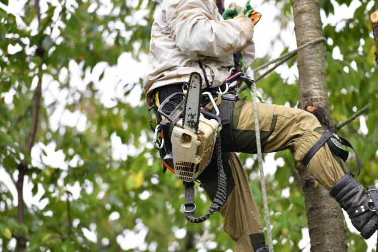 Safeguard Your Property with Premier Tree Removal Fleming Island, FL, Trusted Experts for Every Situation