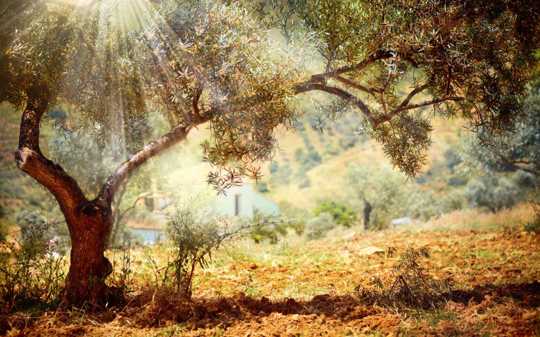 Prevent Storm Damage Using a Reliable Tree Service Company in Orange City, FL Services